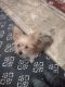 Yorkshire Terrier Puppies for sale in Williston, SC 29853, USA. price: $1,000