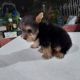 Yorkshire Terrier Puppies for sale in Usaa Blvd, San Antonio, TX, USA. price: $500