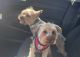 Yorkshire Terrier Puppies for sale in Rio Rancho, NM, USA. price: NA