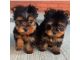 Yorkshire Terrier Puppies for sale in Texas City, TX, USA. price: $1,100