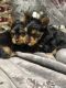 Yorkshire Terrier Puppies for sale in Tyler, TX, USA. price: $3,500
