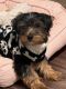 Yorkshire Terrier Puppies for sale in Renton, WA, USA. price: NA