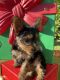 Yorkshire Terrier Puppies for sale in Jupiter, FL, USA. price: NA