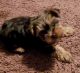 Yorkshire Terrier Puppies for sale in Lodi, CA 95240, USA. price: $1,200