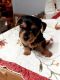 Yorkshire Terrier Puppies for sale in Winnabow, NC, USA. price: $1,000