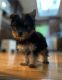 Yorkshire Terrier Puppies for sale in Kent, WA 98042, USA. price: NA