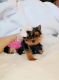 Yorkshire Terrier Puppies for sale in Southeastern Ave, Hammond, IN 46324, USA. price: NA