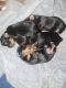 Yorkshire Terrier Puppies for sale in Kennesaw, GA, USA. price: $2,500