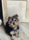 Yorkshire Terrier Puppies for sale in Webster, FL 33597, USA. price: $1,500