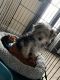 Yorkshire Terrier Puppies for sale in Portsmouth, VA, USA. price: $1,300