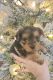 Yorkshire Terrier Puppies for sale in Campobello, SC 29322, USA. price: NA