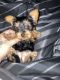Yorkshire Terrier Puppies for sale in Boise City, OK 73933, USA. price: NA