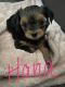 Yorkshire Terrier Puppies for sale in Fayetteville, NC 28314, USA. price: NA
