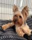 Yorkshire Terrier Puppies for sale in Lafayette, LA, USA. price: $1,800