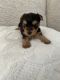 Yorkshire Terrier Puppies for sale in Modesto, CA, USA. price: $500
