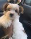 Yorkshire Terrier Puppies for sale in Columbia, MD, USA. price: NA