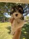 Yorkshire Terrier Puppies for sale in Vista, CA, USA. price: $3,000