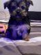 Yorkshire Terrier Puppies for sale in 7735 Coburn Dr, Beaumont, TX 77707, USA. price: NA