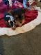 Yorkshire Terrier Puppies for sale in Moroni, UT 84646, USA. price: $1,500