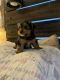 Yorkshire Terrier Puppies for sale in Soddy-Daisy, TN, USA. price: NA