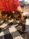 Yorkshire Terrier Puppies for sale in Winnabow, NC, USA. price: $1,200