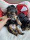 Yorkshire Terrier Puppies for sale in Springfield, MA, USA. price: $2,400