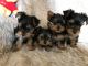 Yorkshire Terrier Puppies for sale in Chesapeake, VA, USA. price: $500