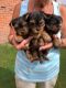Yorkshire Terrier Puppies for sale in San Francisco, CA, USA. price: $500