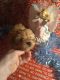 Yorkshire Terrier Puppies for sale in Farmington, MO 63640, USA. price: NA