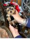 Yorkshire Terrier Puppies for sale in Buckeye, AZ, USA. price: $1,800