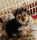Yorkshire Terrier Puppies for sale in Sioux Falls, SD, USA. price: $1,000