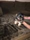 Yorkshire Terrier Puppies for sale in Rosenberg, TX, USA. price: $800