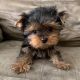 Yorkshire Terrier Puppies for sale in Greenville, SC, USA. price: $450