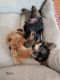 Yorkshire Terrier Puppies for sale in Southbridge, MA 01550, USA. price: NA