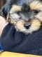 Yorkshire Terrier Puppies for sale in New Windsor, NY 12553, USA. price: $2,000