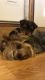 Yorkshire Terrier Puppies for sale in Ventura, CA, USA. price: $2,400