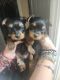 Yorkshire Terrier Puppies for sale in Apple Valley, CA, USA. price: $2,200