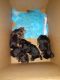 Yorkshire Terrier Puppies for sale in Maple Shade Township, NJ, USA. price: NA