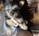 Yorkshire Terrier Puppies for sale in Gainesville, GA 30506, USA. price: NA
