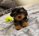 Yorkshire Terrier Puppies for sale in SC-90, Conway, SC, USA. price: NA