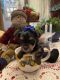 Yorkshire Terrier Puppies for sale in Burns, OR 97720, USA. price: NA