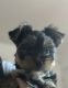 Yorkshire Terrier Puppies for sale in Taos, NM 87571, USA. price: NA