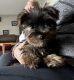 Yorkshire Terrier Puppies for sale in Dundee, FL, USA. price: $1,800
