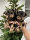 Yorkshire Terrier Puppies for sale in Vancouver, WA, USA. price: $1,900