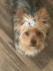 Yorkshire Terrier Puppies for sale in Kalamazoo, MI 49001, USA. price: $2,000