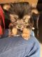 Yorkshire Terrier Puppies for sale in Sacramento, CA, USA. price: $900