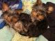 Yorkshire Terrier Puppies for sale in Newton, MA, USA. price: NA