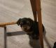 Yorkshire Terrier Puppies for sale in St. Louis, MO, USA. price: $500