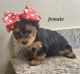 Yorkshire Terrier Puppies for sale in Liberty, TX, USA. price: $1,300