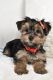 Yorkshire Terrier Puppies for sale in Lowell, MA, USA. price: $2,000